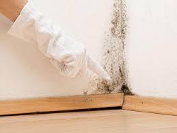 Why You Should Choose Our Mold Remediation Services in Mount Airy, GA